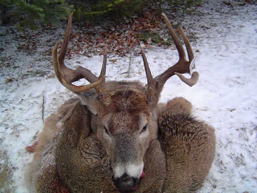 2004DeerSeason 011_jpg.jpg